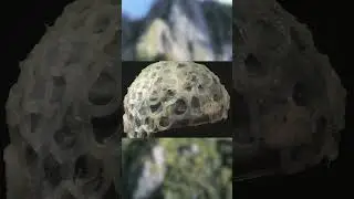 Kakapo Conservation Can Get... Frisky