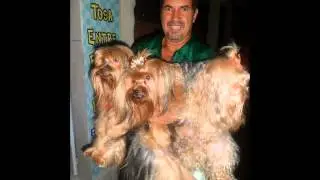 Banho e Tosa Entre Pelos e Patas - Tosador Roberto
