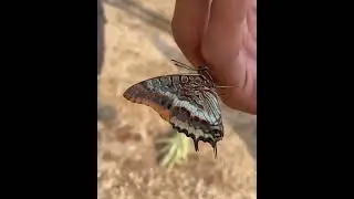 #shorts #amazingvideo #funnyvideos #bushfires #turkey #environment #butterfly #viral #tiktok #music