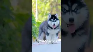 Husky puppies available in Kerala #shorts