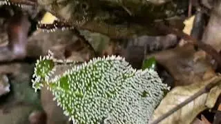 Slime mold at 8:23am