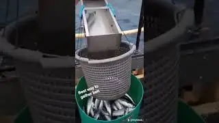 Mackerel jigger in action  #fish #mackerel #fishing #jig #boat #bait #effective