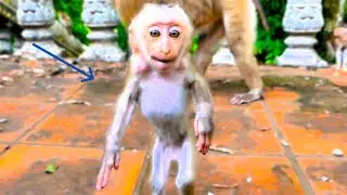 Dangerous Play: Mother Monkey Risks Everything