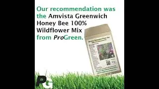 Greenwich Honey Bee Wildflower Seeds Feedback