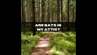 Are bats in your attic? | Alpha Wildlife