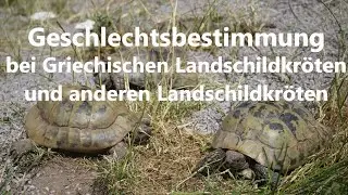Männchen oder Weibchen bei Griechischen und anderen Landschildkröten (Testudo hermanni boettgeri)