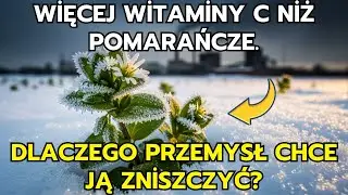 Więcej Witaminy C Niż Pomarańcze. Superfood z Twojego Podw&oacute;rka, Kt&oacute;ry Korporacje Chcą Wytępić.