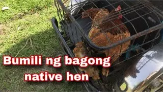 Dagdag inahin para sa aking backyard native chicken