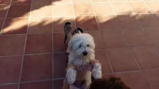 Perrito Robi,sol solet