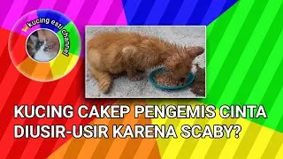 Kucing pengemis cinta diusir usir karena scaby, kucing esti channel, #shorts