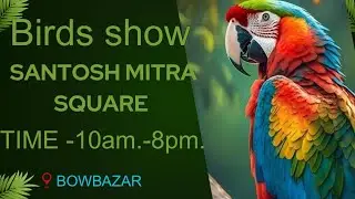 All expensive Birds 🤑🤑🤑 show 🌠 At Santosh Mitra square.#trending #vlog #youtube #animals 
