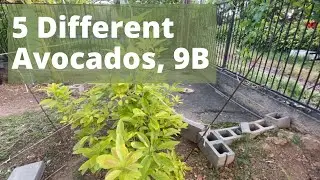 Avocado Mesa AZ Zone 9B - How heat and soil can affect your tropical avocado trees