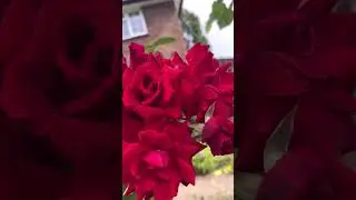 Beautiful Bunch Of Red Roses