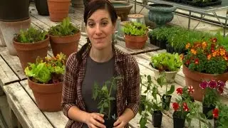 Burpee Garden Ready Plants - Delivery Explained