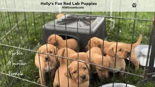 Holly's Fox Red Lab Puppies 10-20-25 #foxredlab #labpuppies #foxredlabrador