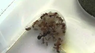 Callow Ants