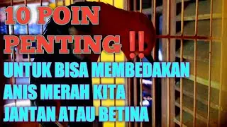 10 POIN PENTING UNTUK BISA MEMBEDAKAN ANIS MERAH KITA JANTAN ATAU BETINA KETIKA SUDAH DEWASA