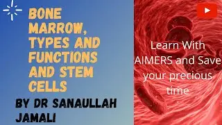 BONE MARROW | TYPES | STEM CELLS | FUNCTIONS OF BONE MARROW | PHYSIOLOGY | AIMERS