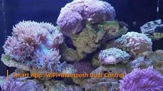 🌊 The Ultimate Smart Reef Lighting System