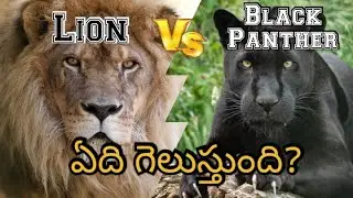 Lion Vs Black Panther (Jaguar)|| who will win in a fight?  || The Telugu Explorer