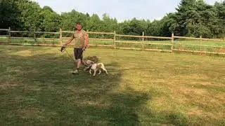 Early Gundogs training on a long line