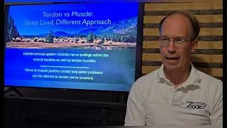 Tendon based vs muscle referred pain