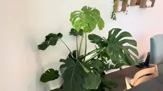 The Blooming Jungle Moss Pole Review 🌿 Best Support for Your Monstera?