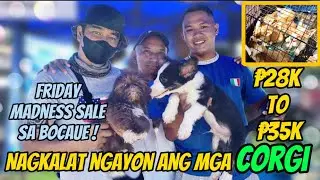 Bocaue Pet Market Part 2 | June 23, 2023 | Bocaue, Bulacan