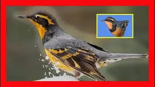 Varied Thrush Song, Call, Bird Sound, Voice - Zorzal Pinto Canto - Ixoreus Naevius