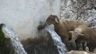 Fuente el Vadillo Tiscar Quesada (Jaén)