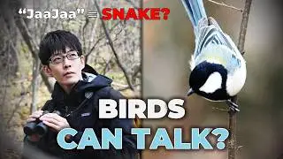 After 20 Years, This Scientist Proved Birds Have Shared Language