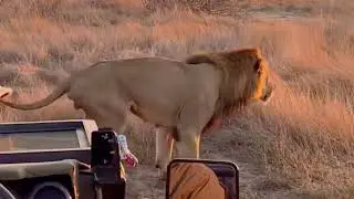 Limping Monwana Male Lion | 6 October 2023