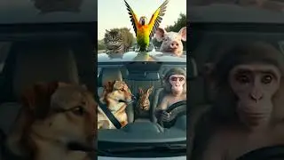 car driver animals #animals #dancescience