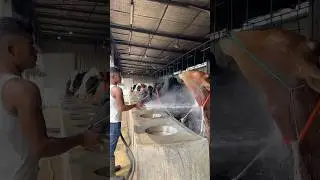 A shepherd is bathing a red bull with water at high speed #bathing #water #shower #reels