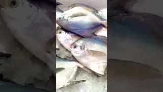🐟&rdquo;Silver Pomfret&rdquo; Fish🐟Details About It In The Description Below🌊🐟🐟🐟🤍💙@naturewalktime 📸