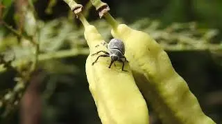 Rhyssomatus marginatus y Sesbania virgata, de fondo la chicharra Dorsiana metcalfi