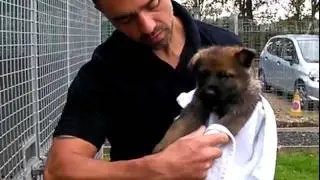 New Police Dog Puppies Meet the Media at Operational Support Services - West Yorkshire Police