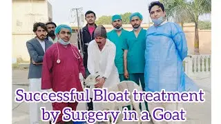 Successful Bloat treatment  by Surgery in a Goat #dvm #goat
