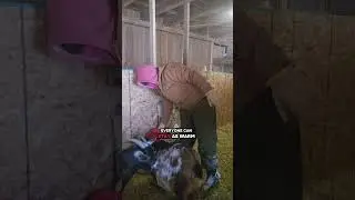 Snow Storm Barn chores and homestead update #snowstorm #winterstorm #homestead #goats #homesteader