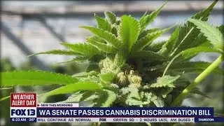 Washington senate passes cannabis discrimination bill | FOX 13 Seattle