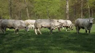 Happy cows dancing and jumping.green screen