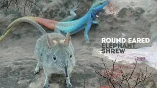 The Most Curious Facts About Round Eared Elephant Shrews
