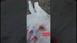 Щенок Сэм в опасности- на нём клещи. Нужно ставить Пери-стоп, вызов врача стоит 4.000 т ⤵️