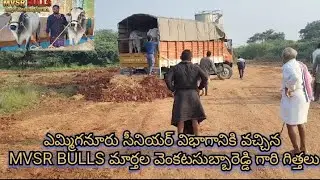 💥MVSR BULLS మార్తల వెంకటసుబ్బారెడ్డి గారి గిత్తలు ఎమ్మిగనూరు సీనియర్ విభాగానికి రావడం జరిగింది