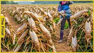 How the Chinese Raise and Consume Billions of Locusts Every Year | Food Factory