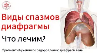 Спазм диафрагмы, односторонний и двухсторонний. Как определить? Кинезиологическое тестирование