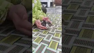 #lovelykitten