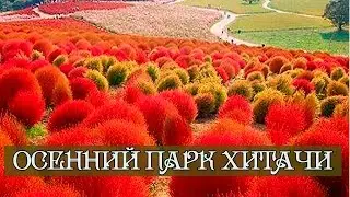 🍁 Осенний Хитачи парк в Японии |  Hitachi Seaside Park