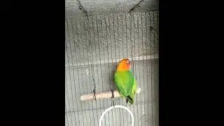 ISA SA SIGN NA READY NA MAKIPAG MATE #lovebird #lovesymbol