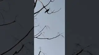 Greynecked crow (Corvus splendens)